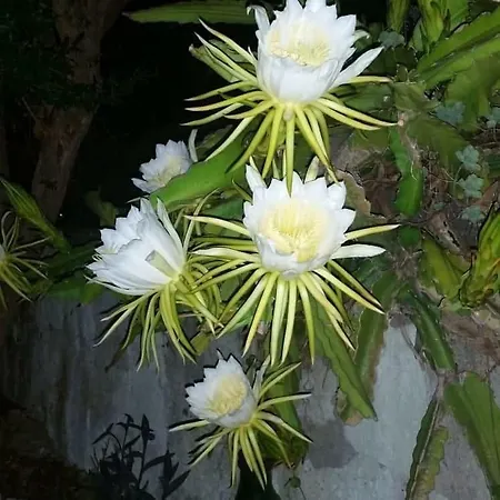 Limoneto Ischia *
