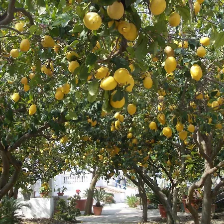 Limoneto Ischia Nyaraló Forio di Ischia
