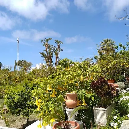 Limoneto Ischia Forio di Ischia