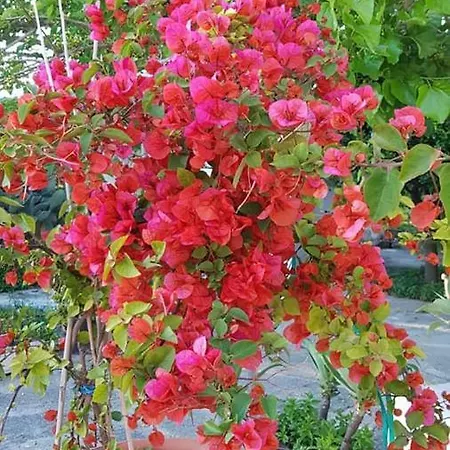 Limoneto Ischia Nyaraló *