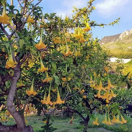 Limoneto Ischia Forio di Ischia